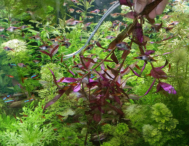 aquarium-plants12