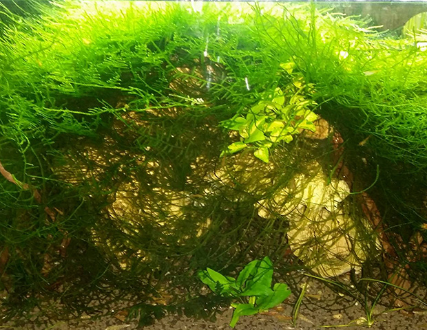 aquarium-plants15