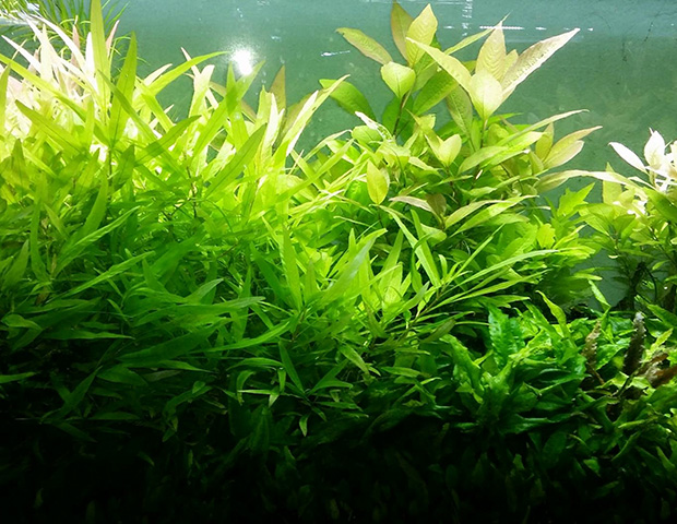 aquarium-plants17