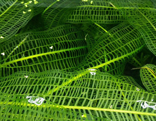 aquarium-plants18