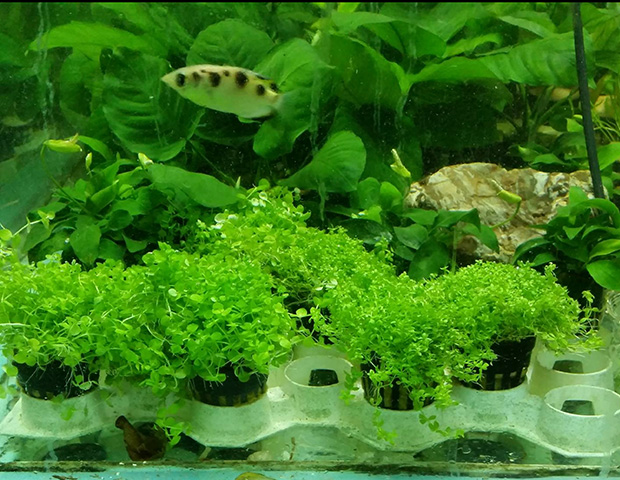 aquarium-plants19