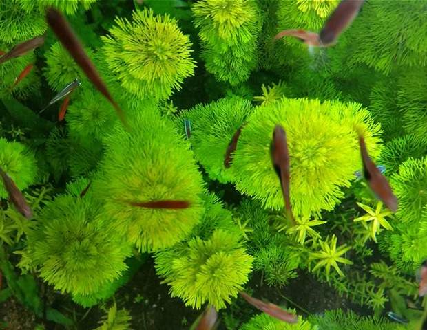 aquarium-plants2