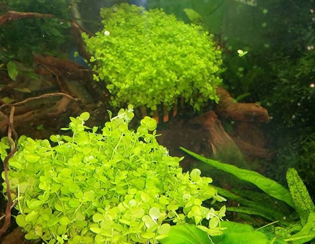 aquarium-plants20