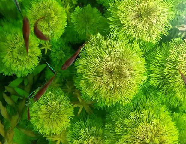 aquarium-plants30