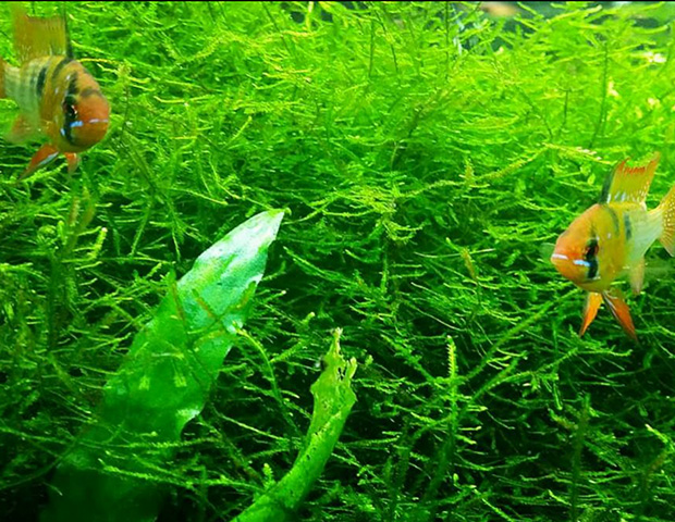 aquarium-plants35