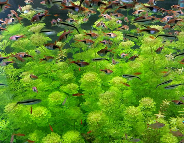 aquarium-plants37