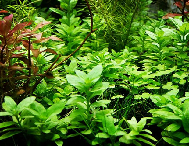 aquarium-plants6